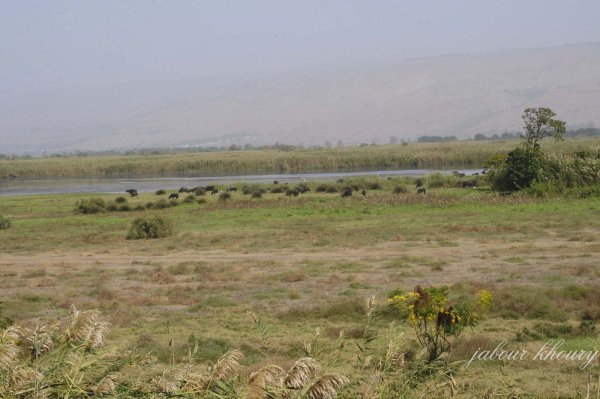 محمية الحولة