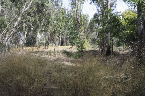 موقع قرية العلمانية مغطىً بالأشجار والأعشاب