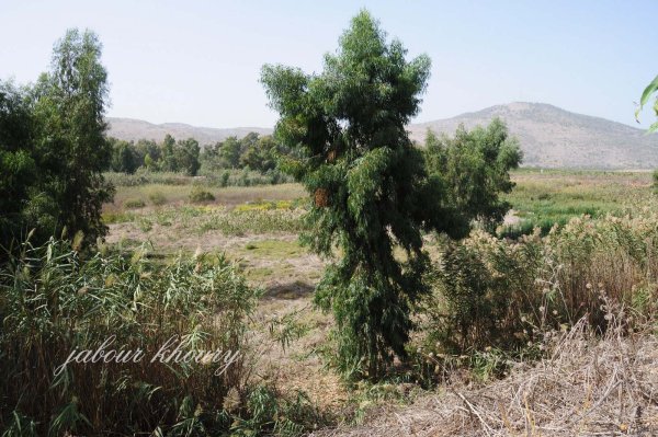 أراضي قرية العلمانية