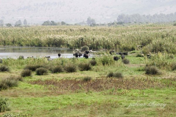 محمية الحولة قرب أراضي العلمانية