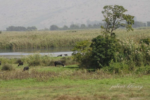 محمية الحولة قرب قرية العلمانية