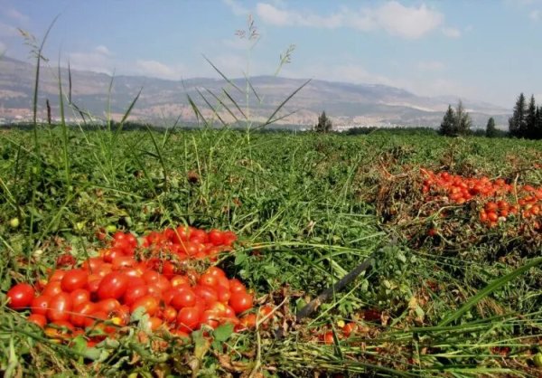  | موسوعة القرى الفلسطينية