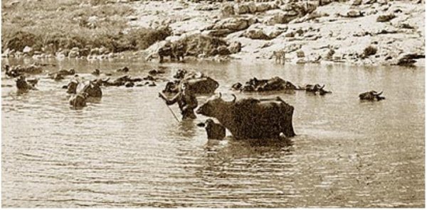 عين بلاطة قرية جاحولا عام 1935 عين بلاطة قرية جاحولا عام 1935