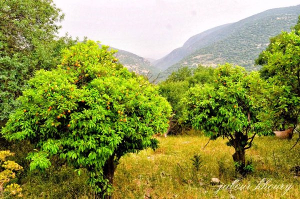 | موسوعة القرى الفلسطينية  | موسوعة القرى الفلسطينية