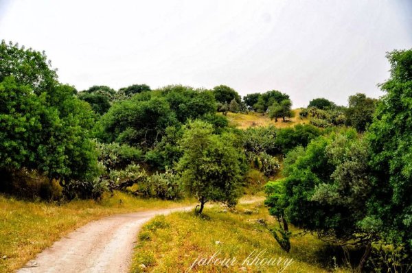 | موسوعة القرى الفلسطينية  | موسوعة القرى الفلسطينية
