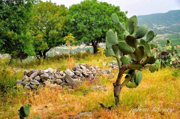 | موسوعة القرى الفلسطينية  | موسوعة القرى الفلسطينية