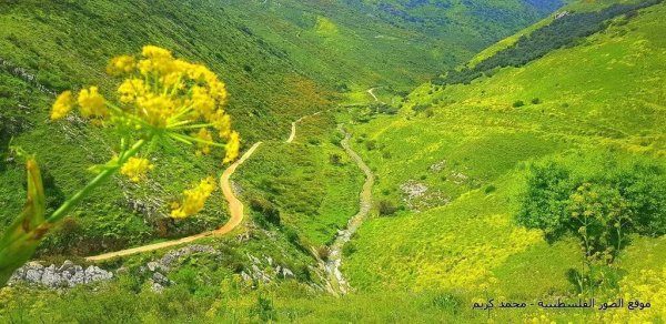 | موسوعة القرى الفلسطينية  | موسوعة القرى الفلسطينية