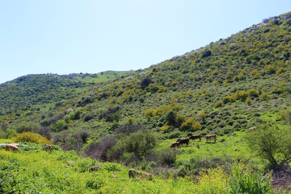 | موسوعة القرى الفلسطينية  | موسوعة القرى الفلسطينية