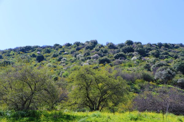 | موسوعة القرى الفلسطينية  | موسوعة القرى الفلسطينية