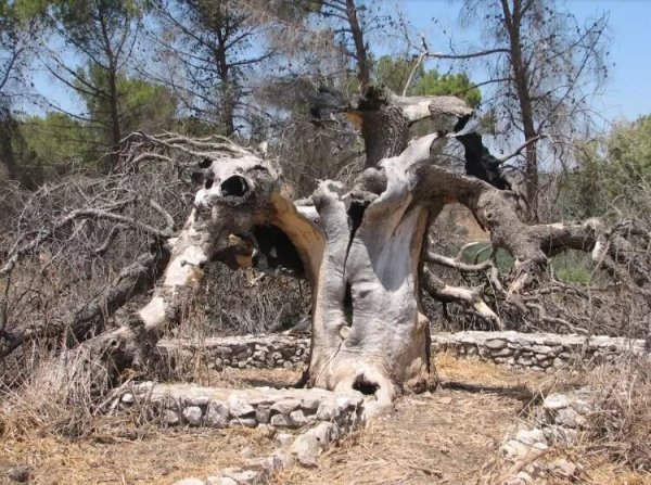  | موسوعة القرى الفلسطينية