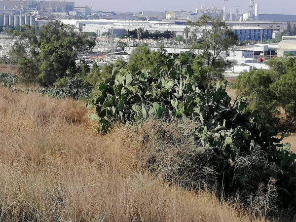 قرية عراق المنشية قرية عراق المنشية