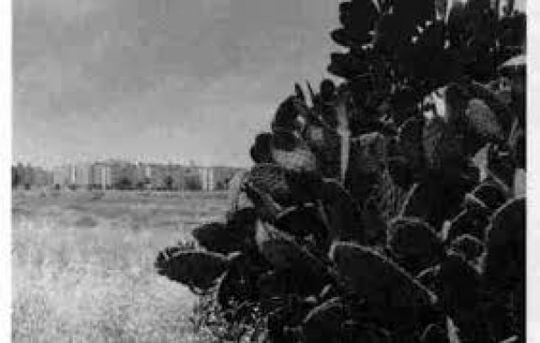 شجرة الصبر شاهدة على صبر عراق المنشية شجرة الصبر شاهدة على صبر عراق المنشية