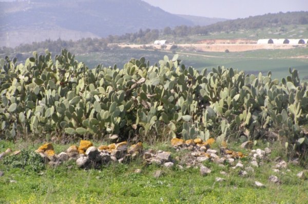  | موسوعة القرى الفلسطينية