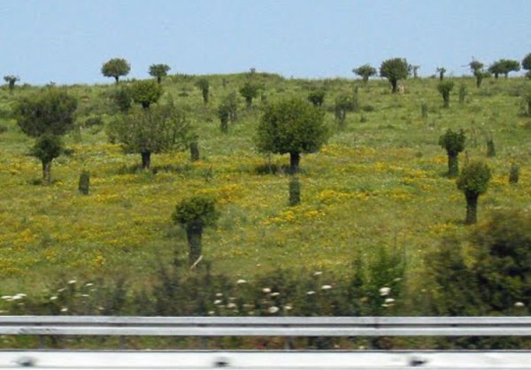  | موسوعة القرى الفلسطينية