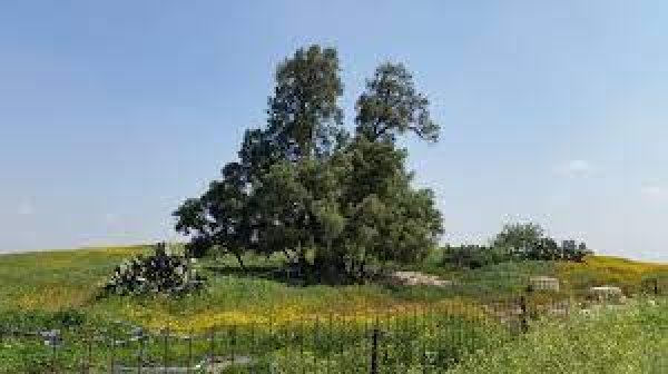 | موسوعة القرى الفلسطينية  | موسوعة القرى الفلسطينية