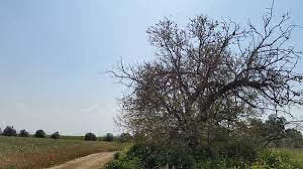 | موسوعة القرى الفلسطينية  | موسوعة القرى الفلسطينية