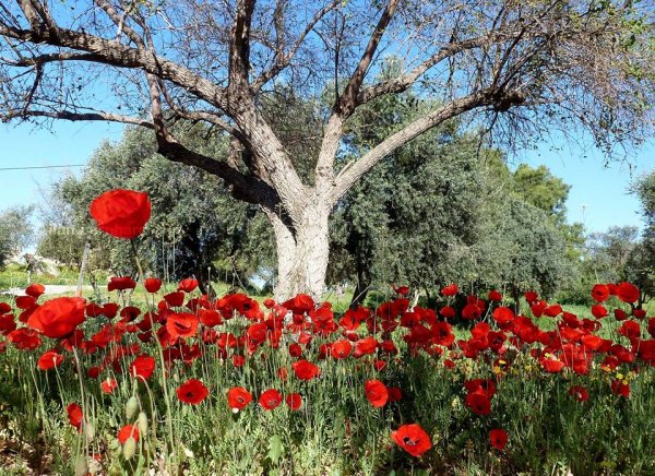 | موسوعة القرى الفلسطينية  | موسوعة القرى الفلسطينية