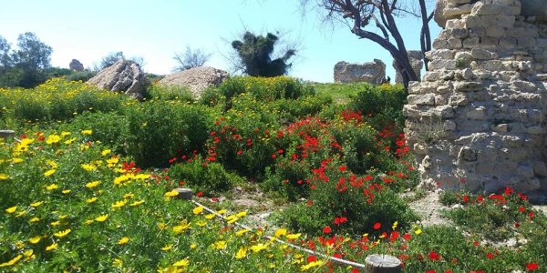 | موسوعة القرى الفلسطينية  | موسوعة القرى الفلسطينية