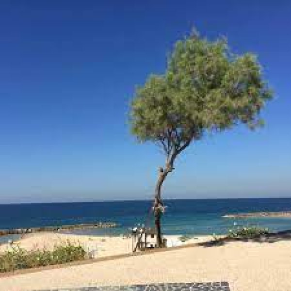 | موسوعة القرى الفلسطينية  | موسوعة القرى الفلسطينية