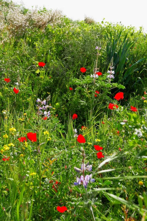 | موسوعة القرى الفلسطينية  | موسوعة القرى الفلسطينية