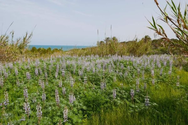 | موسوعة القرى الفلسطينية  | موسوعة القرى الفلسطينية