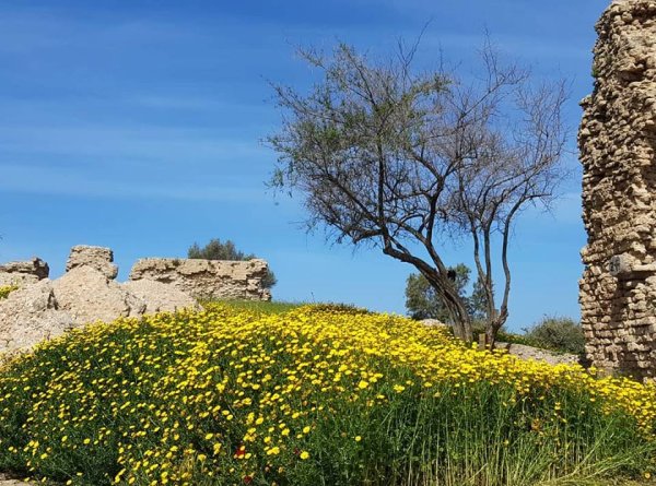 | موسوعة القرى الفلسطينية  | موسوعة القرى الفلسطينية