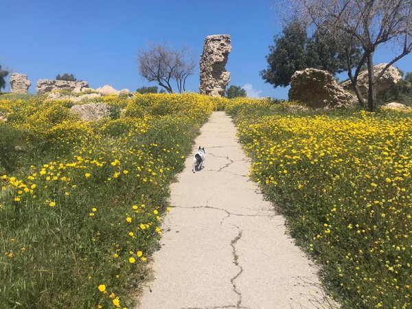 | موسوعة القرى الفلسطينية  | موسوعة القرى الفلسطينية