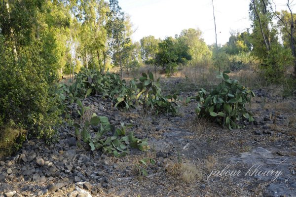 | موسوعة القرى الفلسطينية  | موسوعة القرى الفلسطينية