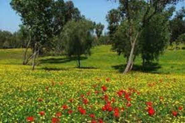 | موسوعة القرى الفلسطينية  | موسوعة القرى الفلسطينية