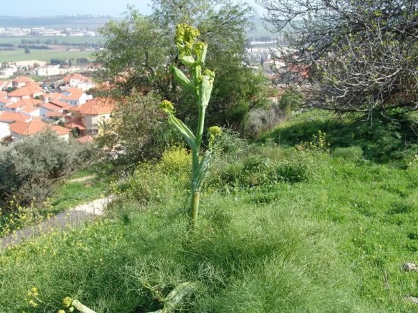 | موسوعة القرى الفلسطينية  | موسوعة القرى الفلسطينية