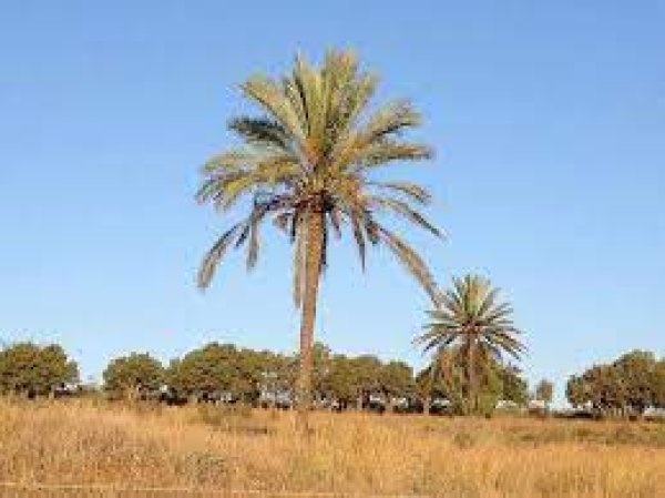  | موسوعة القرى الفلسطينية