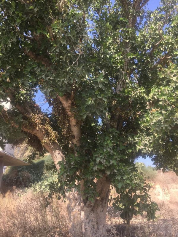  | موسوعة القرى الفلسطينية