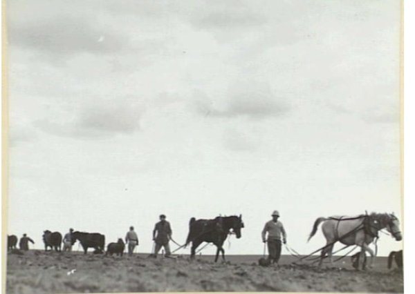 أهل القرية يحرثون أراضيها الصورة عام 1940