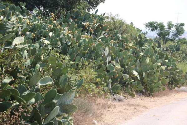  | موسوعة القرى الفلسطينية