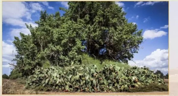  | موسوعة القرى الفلسطينية