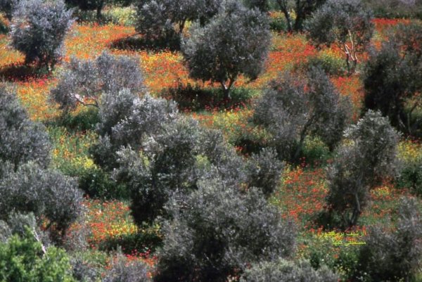 | موسوعة القرى الفلسطينية  | موسوعة القرى الفلسطينية