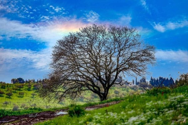  | موسوعة القرى الفلسطينية