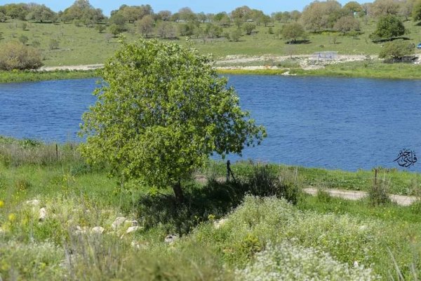  | موسوعة القرى الفلسطينية