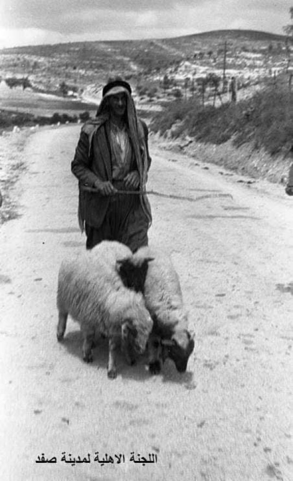 صور قدييمة نادرة من قرية عين الزيتون، نقلاً عن اللجنة الأهلية لمدينة صفد