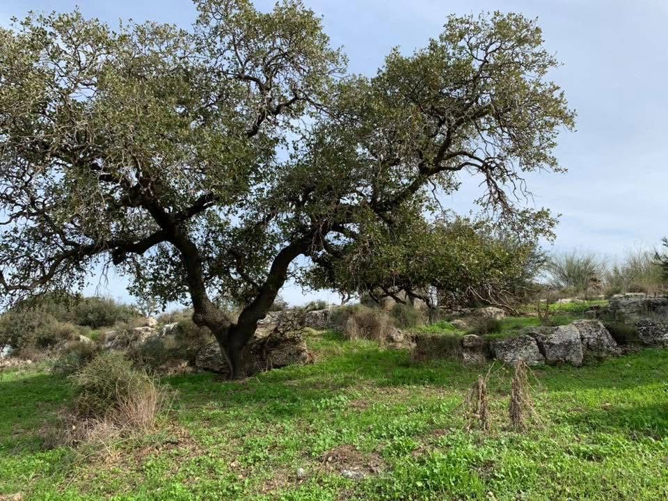 خربة سعسع/ من أرشيف الأستاذ: ابراهيم أبو عمّار.