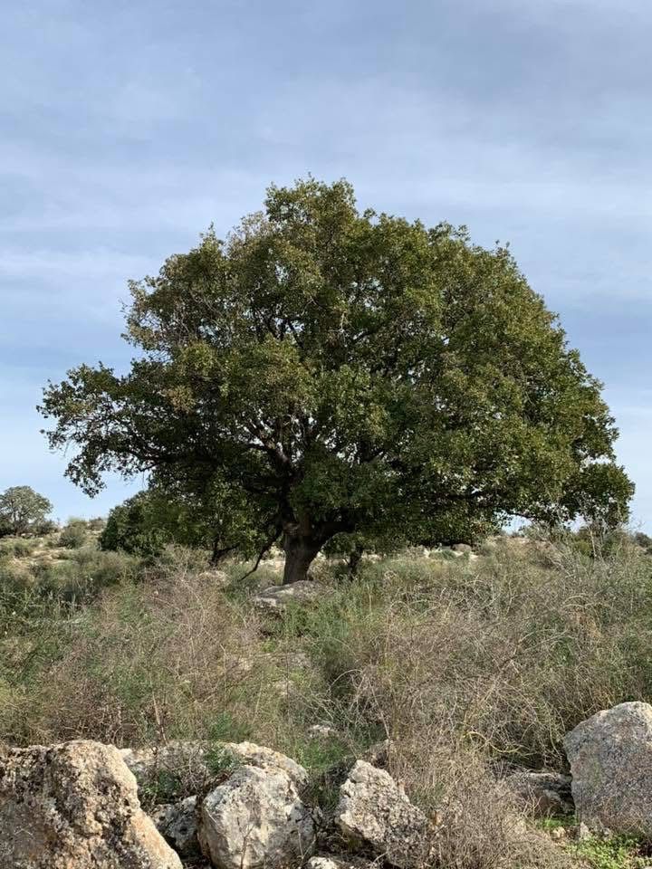 خربة سعسع/ من أرشيف الأستاذ: ابراهيم أبو عمّار.