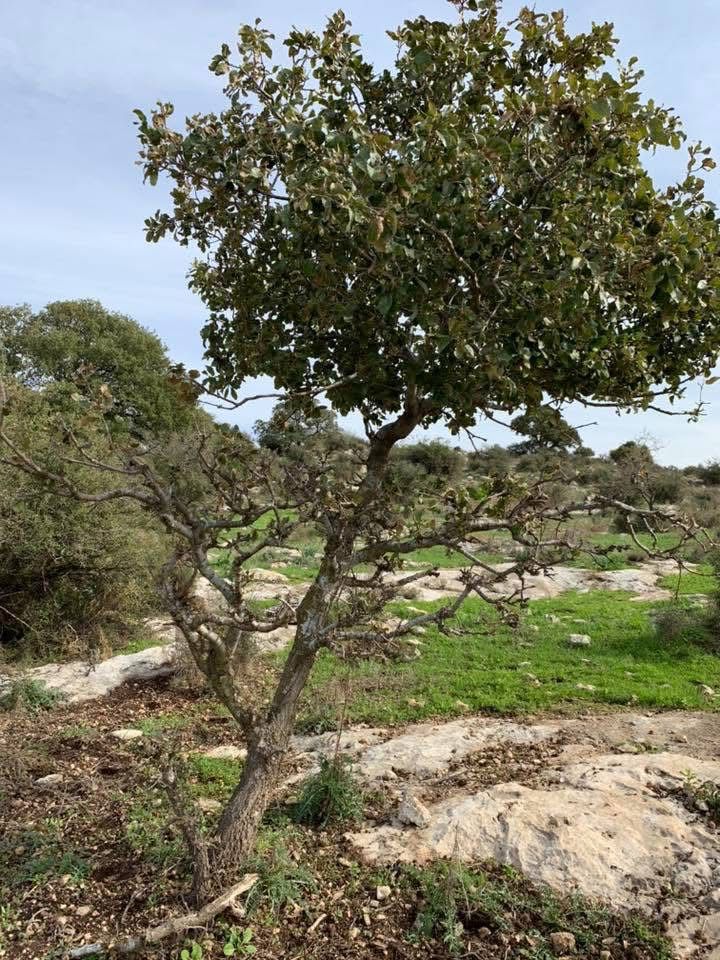 خربة سعسع/ من أرشيف الأستاذ: ابراهيم أبو عمّار.