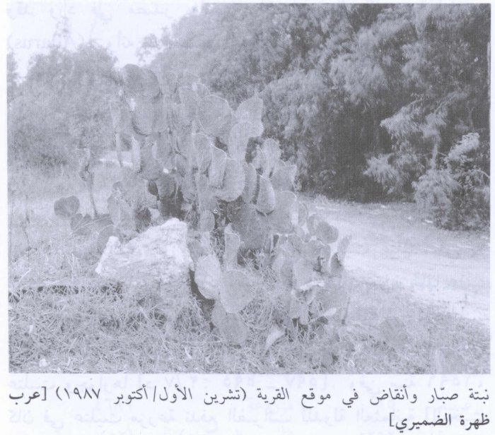 عرب الضمايرة  | موسوعة القرى الفلسطينية