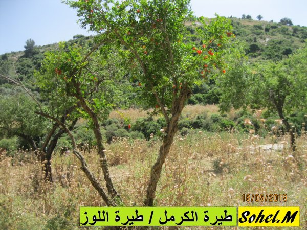 | موسوعة القرى الفلسطينية  | موسوعة القرى الفلسطينية