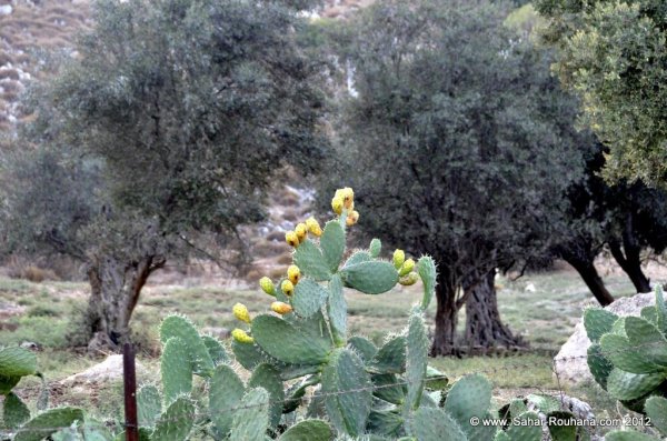 | موسوعة القرى الفلسطينية  | موسوعة القرى الفلسطينية