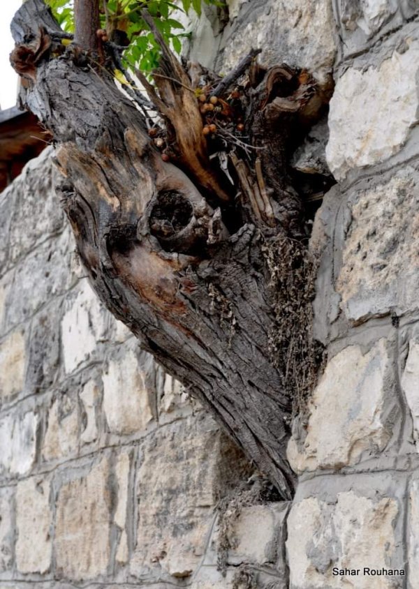  | موسوعة القرى الفلسطينية