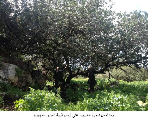 | موسوعة القرى الفلسطينية  | موسوعة القرى الفلسطينية