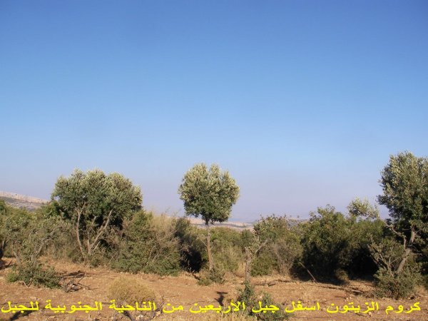 قرية سموعي/ المصدر: ابن القرية أغيد أشقر