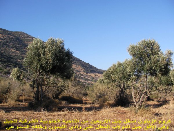 قرية سموعي/ المصدر: ابن القرية أغيد أشقر