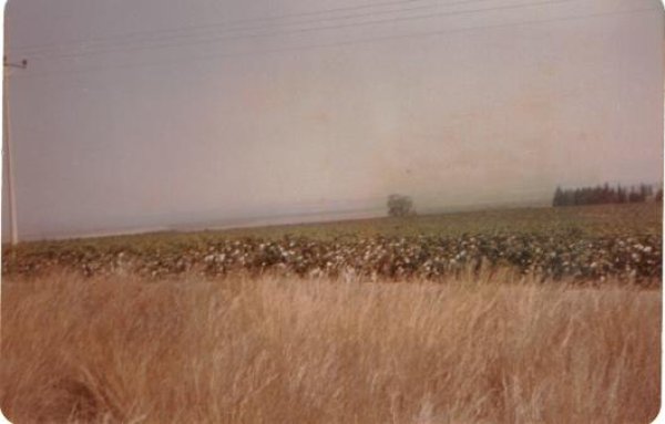 اراضي القرية الزراعية في مرج ابن عامر المغتصب. اخذ الصورة الاستاذ أ.ر. الجندي ، 1986. اراضي القرية الزراعية في مرج ابن عامر المغتصب. اخذ الصورة الاستاذ أ.ر. الجندي ، 1986.